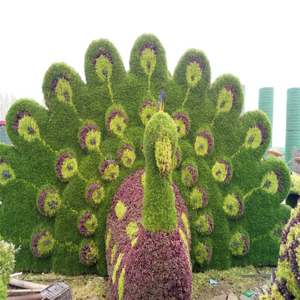 五色草 动物系列 孔雀