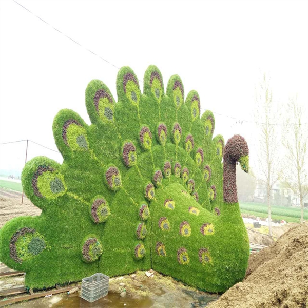 五色草 动物系列 孔雀