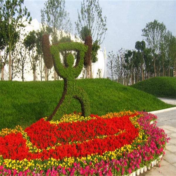 五色草 运动系列 举重