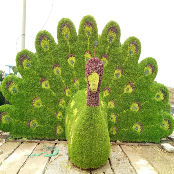 五色草 动物系列 孔雀