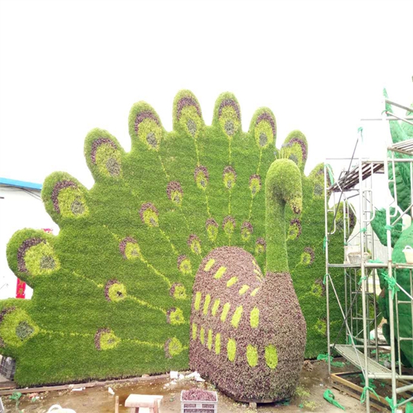 五色草 动物系列 孔雀