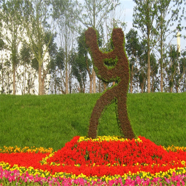 五色草 运动系列 篮球