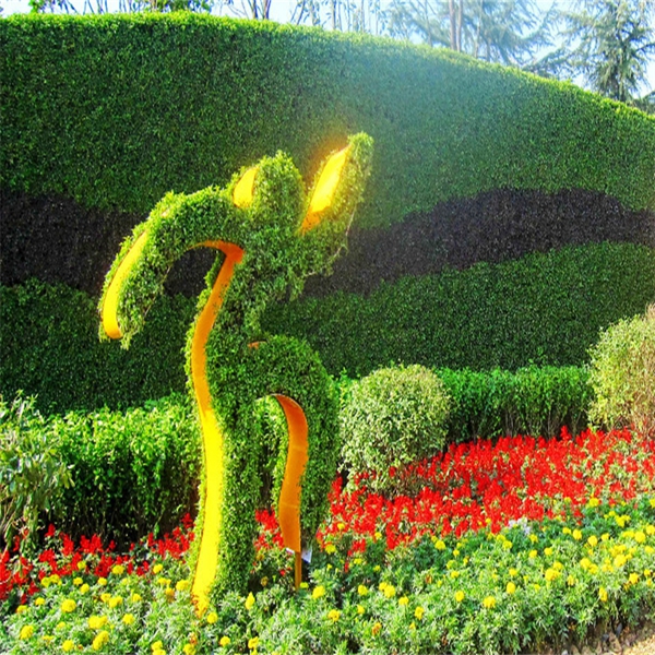 五色草 运动系列  跑步