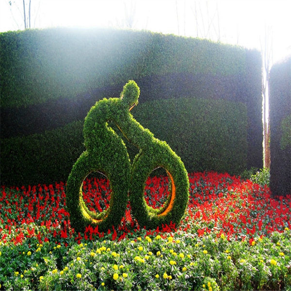 五色草 运动系列 骑行