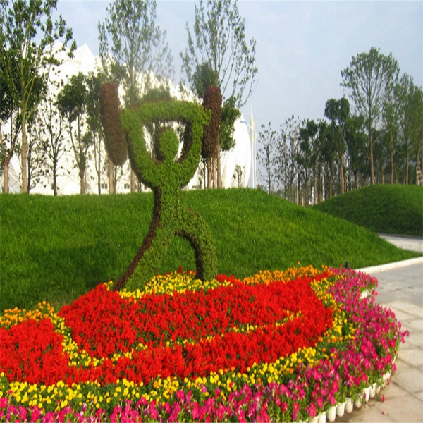 五色草的使用规范